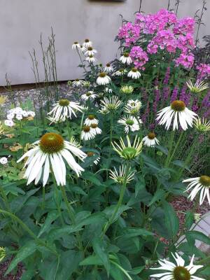 Jeżówka purpurowa 'Alba' Echinacea purpurea 'Alba'