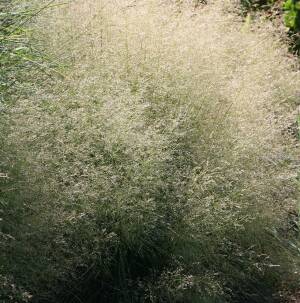 Śmiałek darniowy 'Goldschleier'  Deschampsia ceaspitosa 'Goldschleier' DOSTĘPNY PO 15 CZERWCA 2024