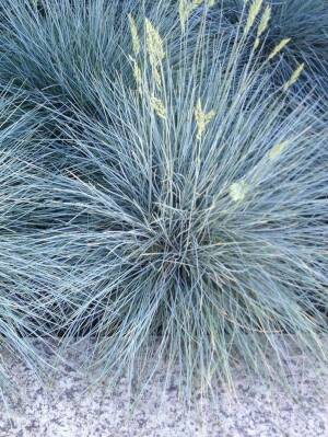 Kostrzewa sina 'Elijah Blue' Festuca glauca 'Elijah Blue' 