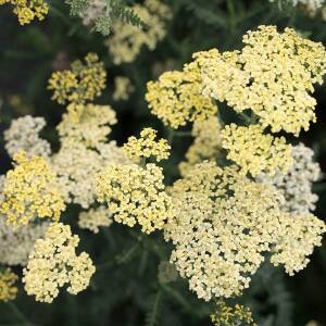 Krwawnik wiązówkowaty 'Credo' Achillea filipendulina 'Credo'