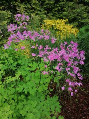 Rutewka orlikolistna 'Black Stocking' Thalictrum aquilegifolium 'Black Stocking'