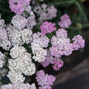 Krwawnik pospolity 'Apple Blossom'  Achillea millefolium 'Apple Blossom' 