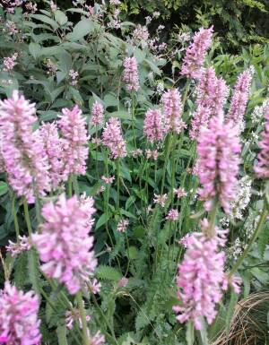 Czyściec wielkokwiatowy 'Rosea' Stachys macrantha 'Rosea'