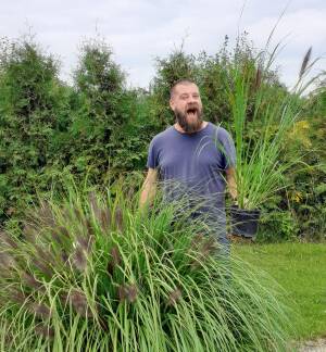 Rozplenica japońska 'Red Head' Pennisetum alopecuroides 'Red Head' DOSTĘPNA PO 15 CZERWCA 2024