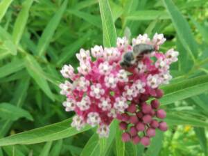 Trojeść krwista 'Cinderella'  Asclepias incarnata 'Cinderella' 