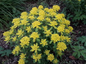 Wilczomlecz pstry Euphorbia polychroma