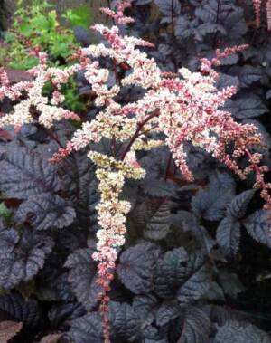 Tawułka Tunberga 'Chocolate Shogun' Astilbe x thunbergii 'Chocolate Shogun' 