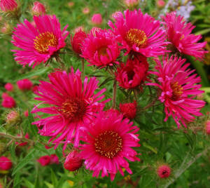 Aster nowoangielski  'Andenken am Alma Potschke'  Symphyotrichum novi-anglii 'Andenken am Alma Potschke'