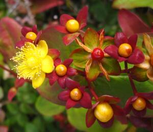 Dziurawiec farbierski 'Albury Purple' Hypericum anrosaemum 'Albury Purple' 