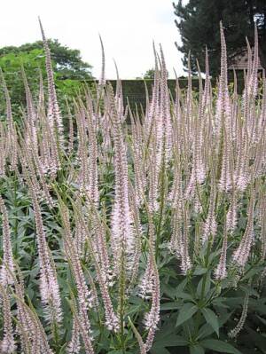 Przetacznikowiec virginijski 'Pink Glow' Veronicatrum virginicum 'Pink Glow'