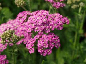 Krwawnik pospolity 'Pretty Belinda'  Achillea millefolium 'Pretty Belinda'