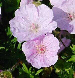 Bodziszek krwisty 'Striatum' Geranium sanguineum 'Striatum'