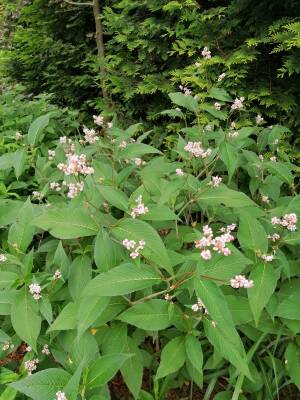 Rdest dzwonkowaty Persicaria campanulata DOSTĘPNY PO 15 CZERWCA 2024