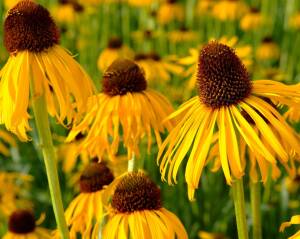 Jeżówka żółta Echinacea paradoxa