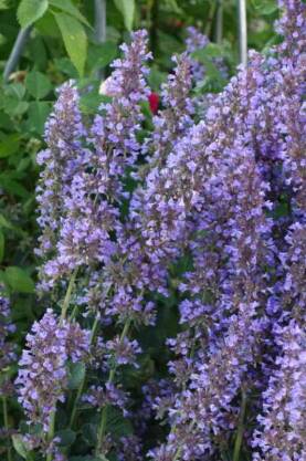 Kocimiętka ogrodowa 'Poseidon' Nepeta hybridum 'Poseidon'