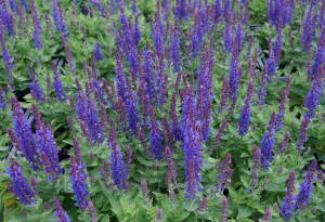 Szałwia omszona 'Salute  Deep Blue' PBR Salvia nemorosa 'Salute Deep Blue' PBR 