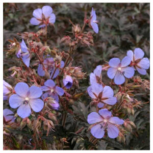 Bodziszek łąkowy 'Hocus Pocus' Geranium pratense 'Hocus Pocus'