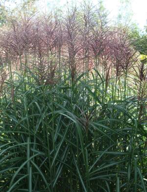 Miskant chiński 'Rotsilber' Miscanthus sinensis 'Rotsilber' 