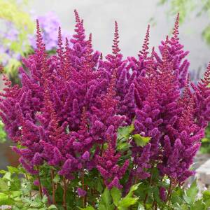 Tawułka chińska 'Little Vision in Purple' Astilbe chinensis 'Little Vision in Purple'