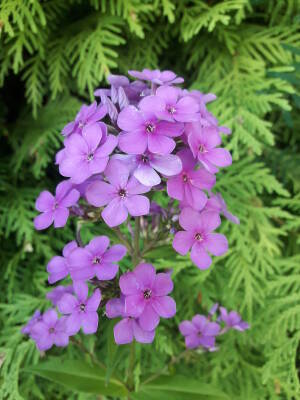 Floks arendsa 'Hesperis'        Phlox x arendsii 'Hesperis'