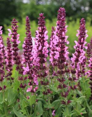 Szałwia omszona 'Rosea'  Salvia nemorosa 'Rosea'