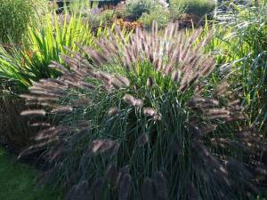 Rozplenica japońska 'Black Beauty' Pennisetum alopecuroides 'Black Beauty''