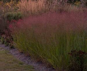 Proso rózgowate 'Squaw' Panicum virgatum 'Squaw'