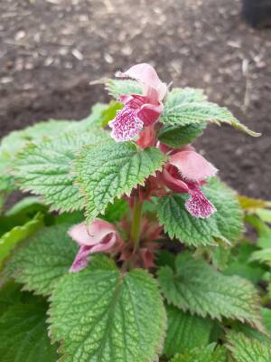 Jasnota wielkokwiatowa Lamium orvala