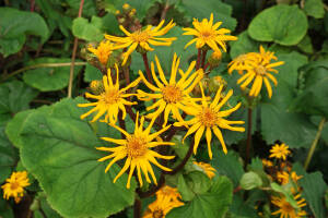 Języczka pomarańczowa Ligularia dentata