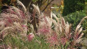 Miskant chiński 'Flamingo' Miscanthus sinensis 'Flamingo' DOSTĘPNY PO 15 CZERWCA 2024