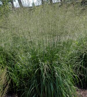 Trzęślica trzcinowata 'Staefa'  Molinia arundinacea 'Staefa'