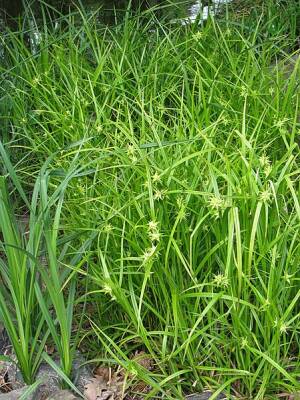 Turzyca Graya Carex grayi