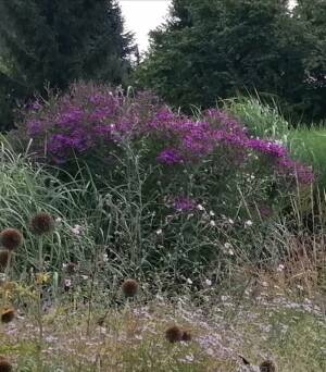 Wernonia włosista 'Mammuth' Vernonia crinita 'Mammuth'