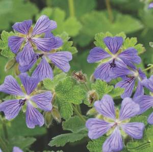 Bodziszek Renarda 'Philippe Vapelle' Geranium renardii 'Philippe Vapelle'