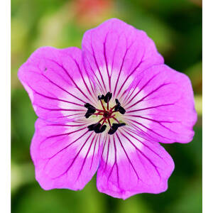 Bodziszek ogrodowy 'Kelly Anne' Geranium x hybridum 'Kelly Anne' 