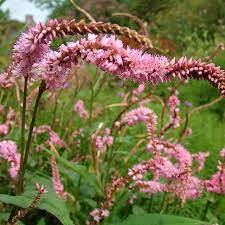 Rdest himalajski 'Pink Elephant' Persicaria amplexicaulis 'Pink Elephant' DOSTĘPNY PO 15 CZERWCA 2024