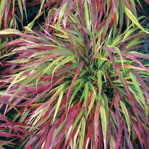 Hakonechloa smukła 'Beni Kaze' Hakonechloa macra 'Beni Kaze'