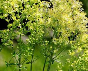 Rutewka żółta Thalictrum flavum