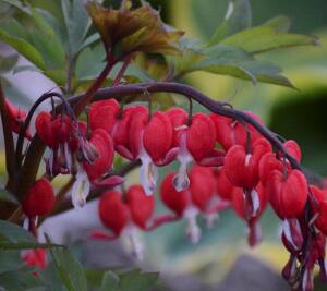 Serduszka okazała 'Valentine' Dicentra spectabilis 'Valentine' 