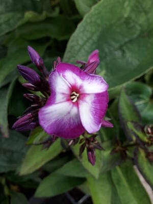 Floks wiechowaty 'Neon Flare Blue' Phlox paniculata 'Neon Flare Blue'