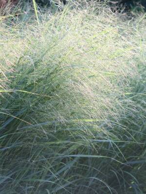 Proso gorzkie 'Dewey Blue' Panicum amarum 'Dewey Blue'