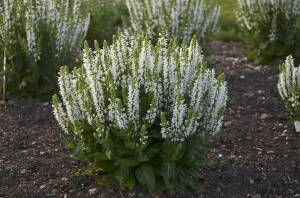 Szałwia omszona 'Schneehugel'  Salvia nemorosa 'Schneehugel'