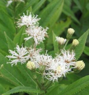 Wernonia włosista 'Alba' Vernonia crinita 'Alba'