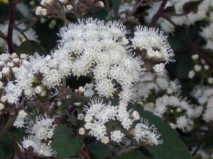 Sadziec pomarszczony 'Chocolate' Eupatorium rugosum 'Chocolate' 