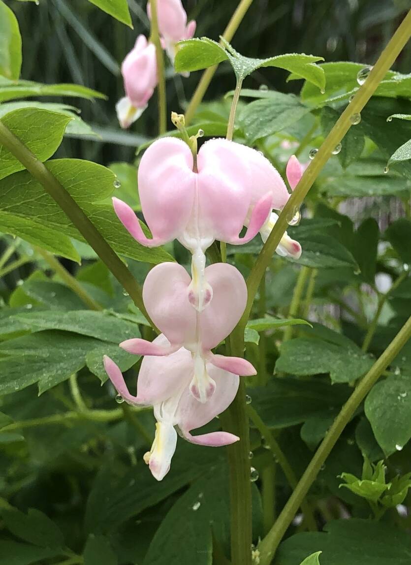 Serduszka okazała 'Cupid' Dicentra spectabilis'Cupid'