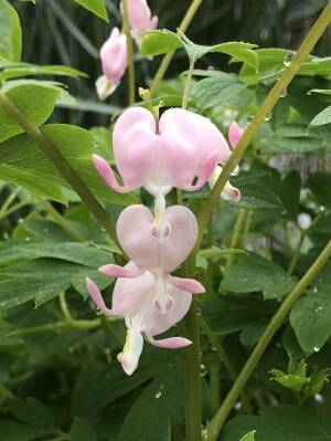 Serduszka okazała 'Cupid' Dicentra spectabilis'Cupid'