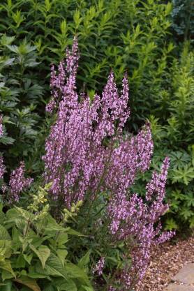 Kocimiętka naga 'Purple Cat'  Nepeta nuda 'Purple Cat' 