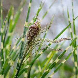 Miskant chiński 'Zebrinus'  Miscanthus sinensis 'Zebrinus' DOSTĘPNY PO 15 CZERWCA 2024