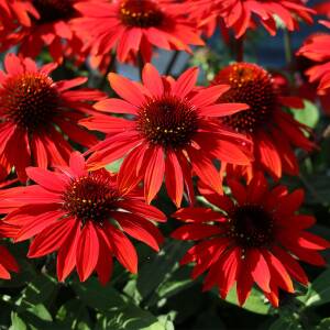 Jeżówka ogrodowa 'Fountain Red' PBR Echinacea purpurea 'Fountain Red' PBR 