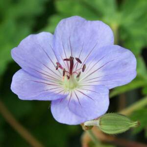 Bodziszek ogrodowy 'Azure Rush' Geranium x hybridum 'Azure Rush' 